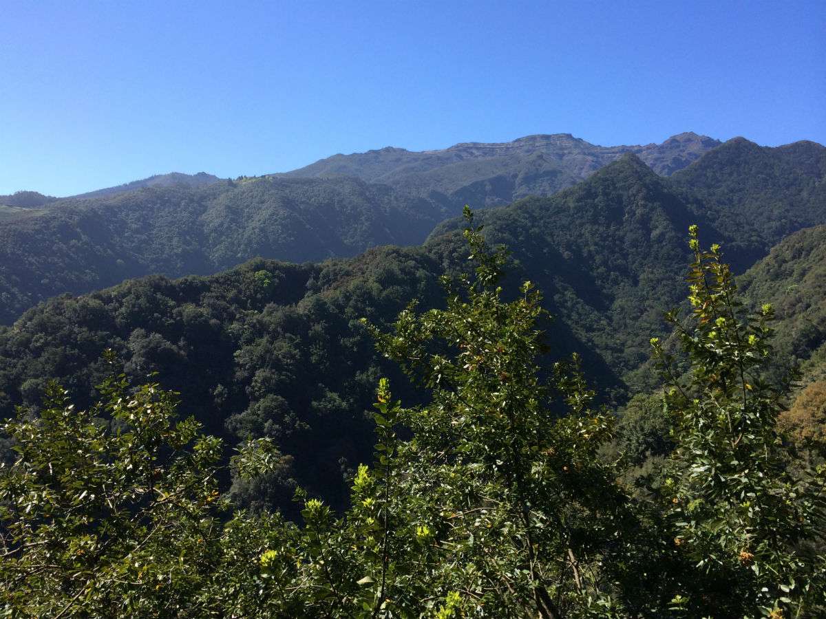 Madeira: Laurisilva Forest