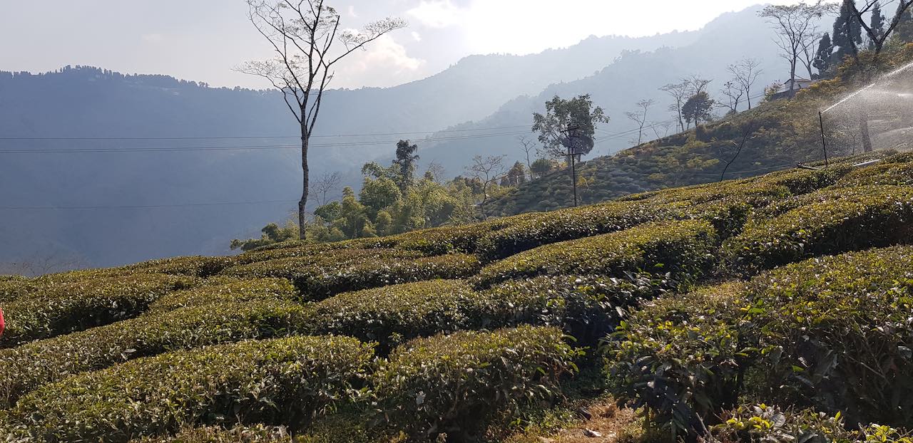 Darjeeling Tea Plantation