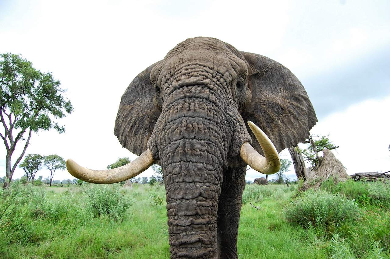 Elephant Botswana