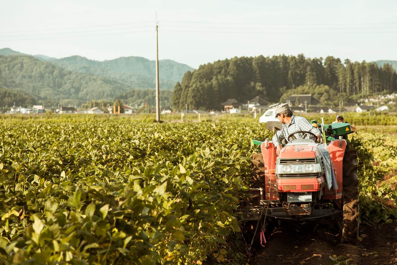 Harvesting dadachamame in Shonai