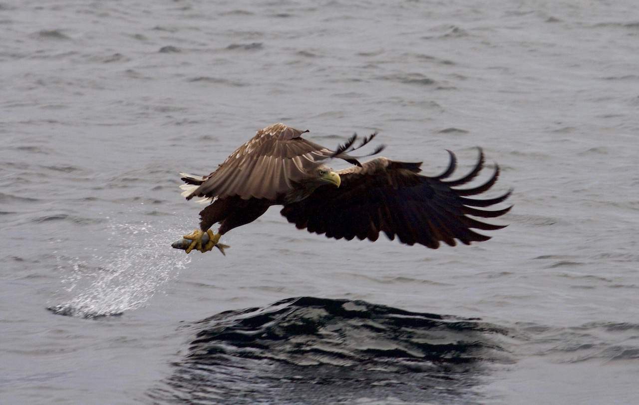 Sea Eagle spotted on the RIB boat safari