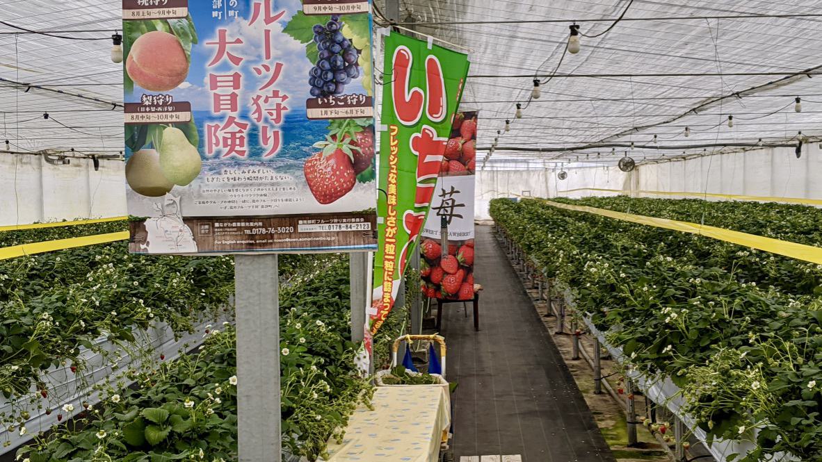 Strawberry picking in winter in Nanbu